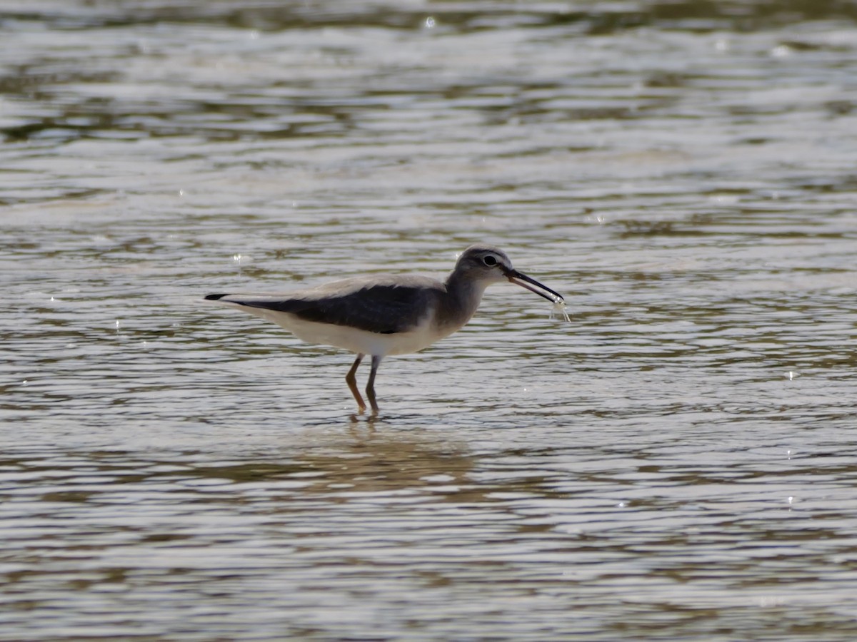 Chevalier de Sibérie - ML647173405