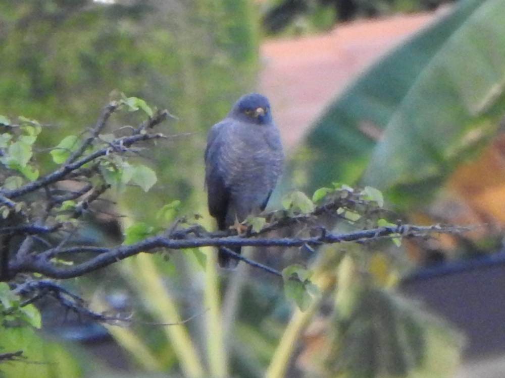 Roadside Hawk - ML647173408