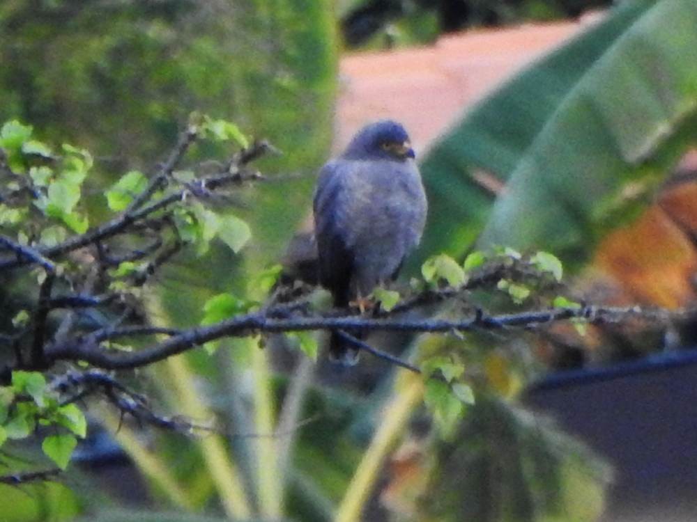 Roadside Hawk - ML647173409