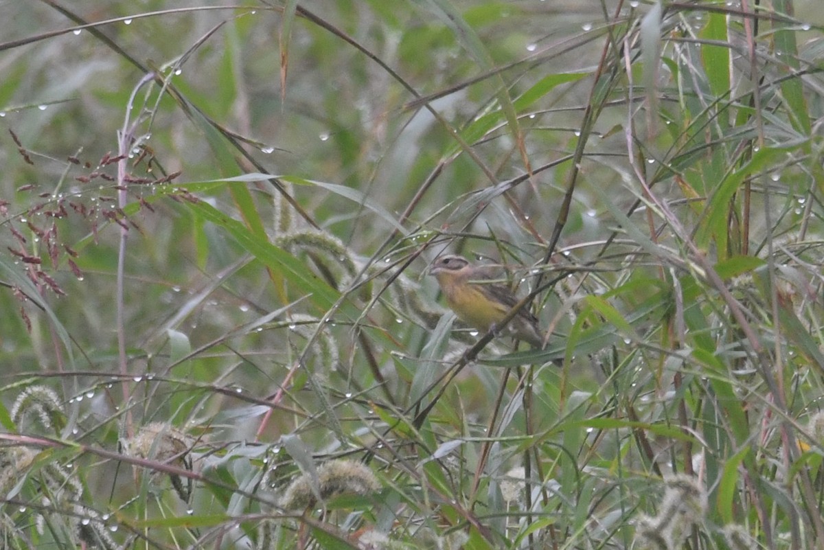 Вівсянка лучна - ML647173412