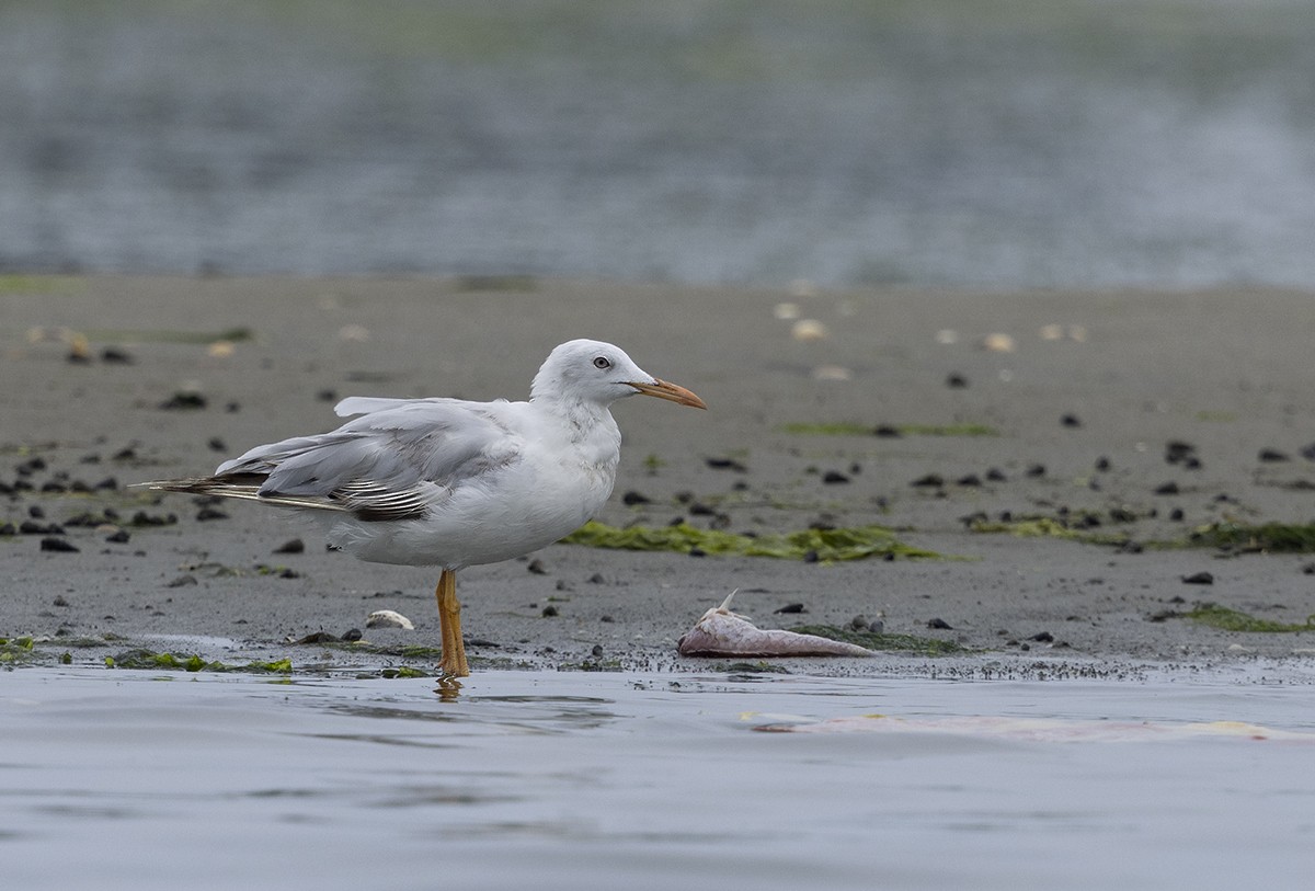 Морской голубок - ML647173414