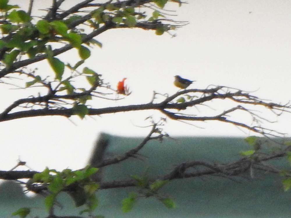 Sucrier à ventre jaune - ML647173416