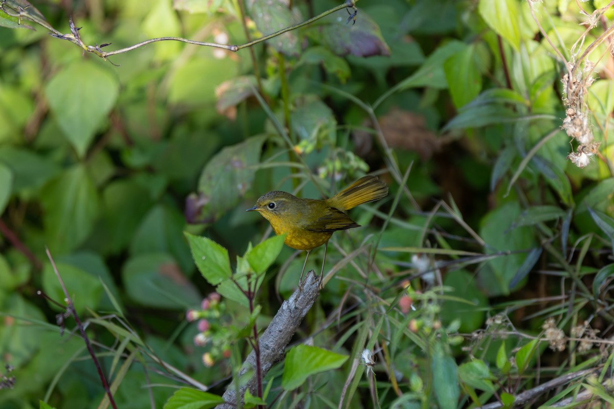 Golden Bush-Robin - ML647173428