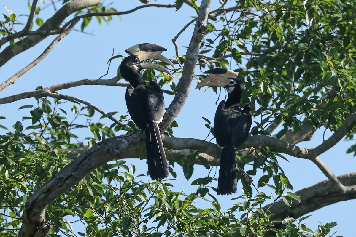 Cálao Coronado - ML647173431