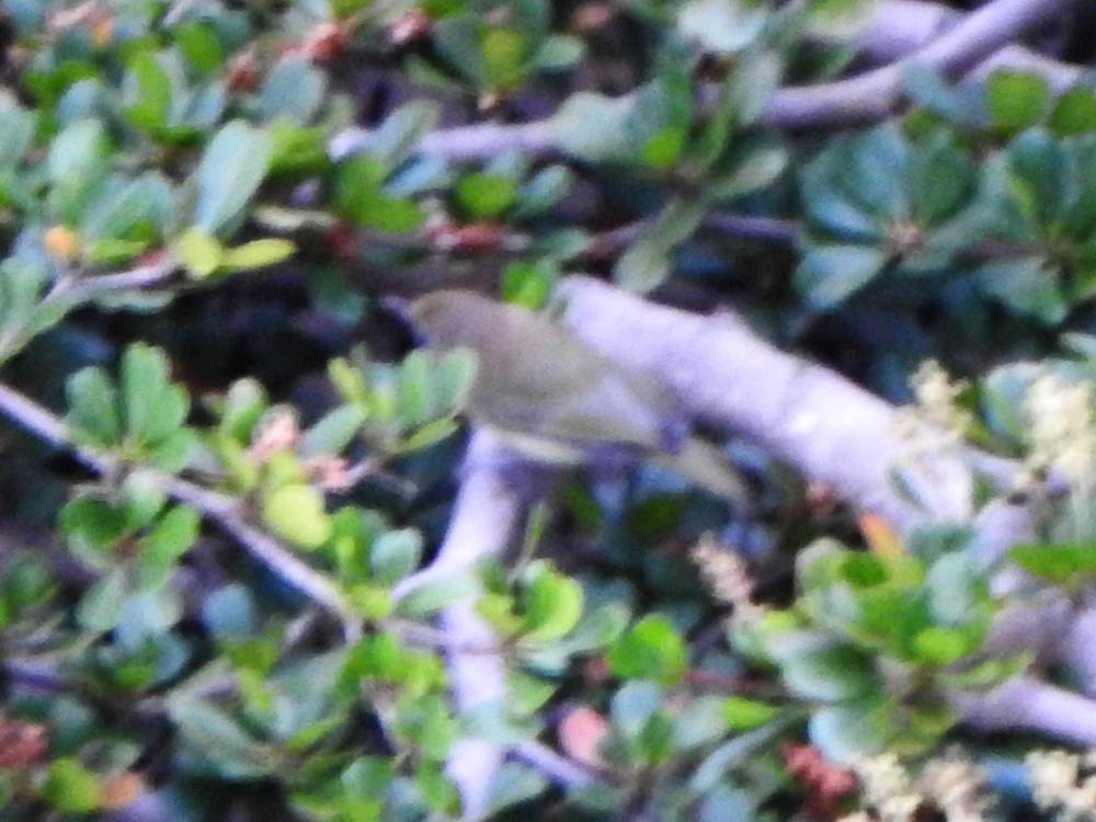 Червоїд світлобровий - ML647173432