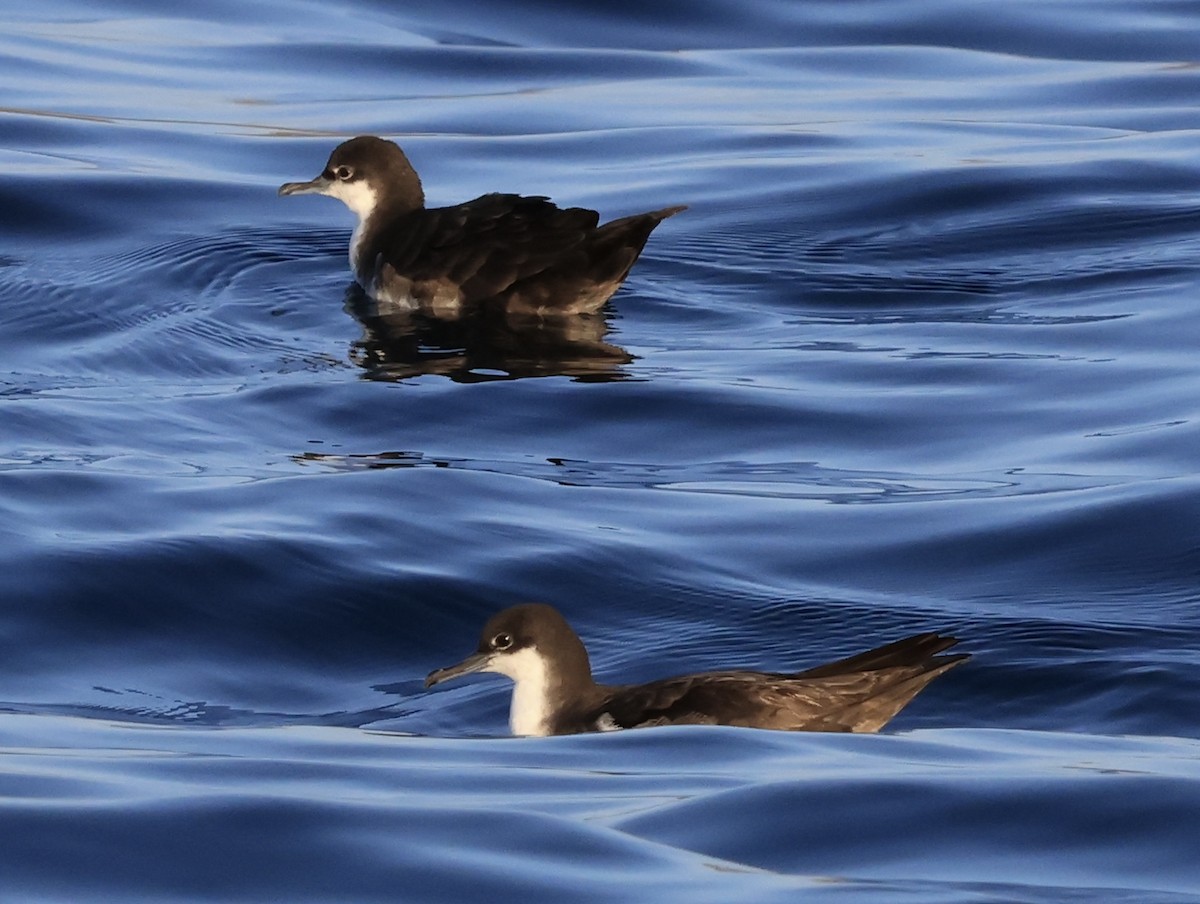Puffin des Galapagos - ML647173436