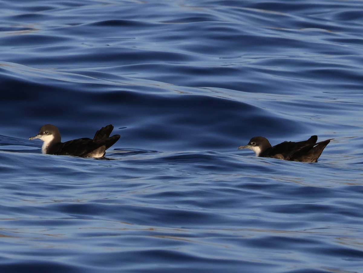 Puffin des Galapagos - ML647173437
