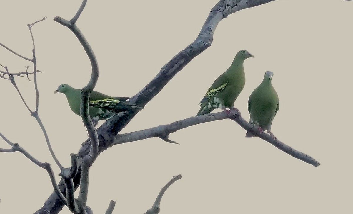 厚嘴綠鳩 - ML647173439