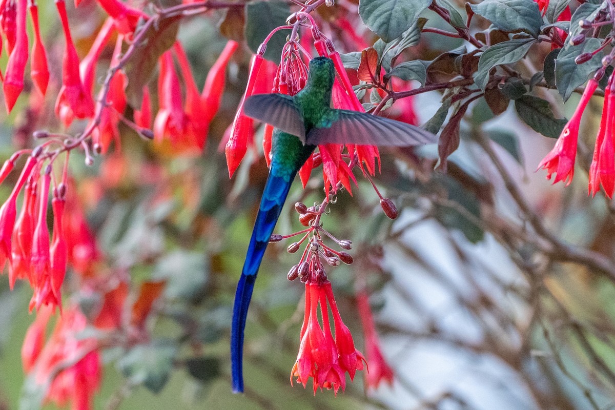 Long-tailed Sylph - ML647173440