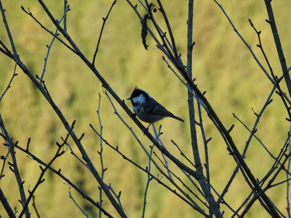 Coal Tit - ML647173441