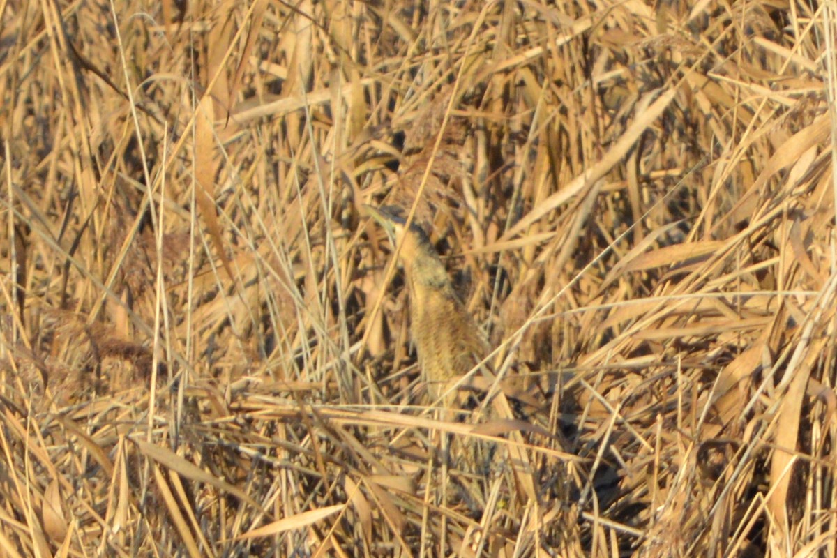 Eurasian Bittern - ML647173448