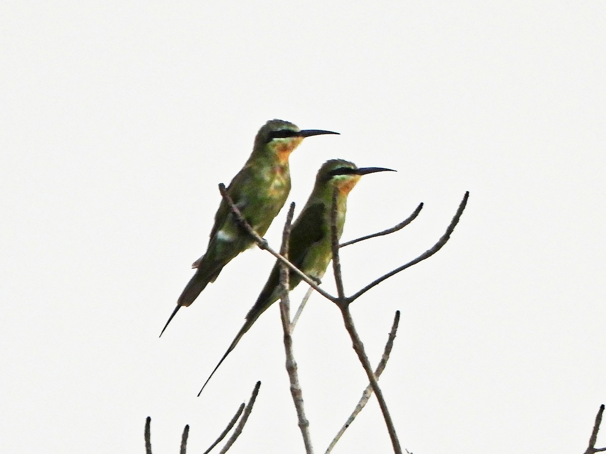 שרקרק ירוק - ML647173450