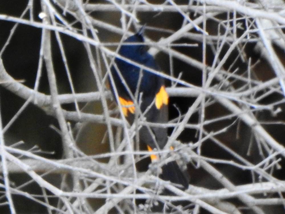 סבכון חכלילי - ML647173452