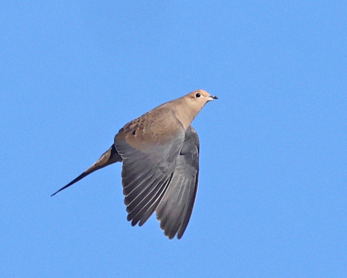 hrdlička karolínská - ML647173453