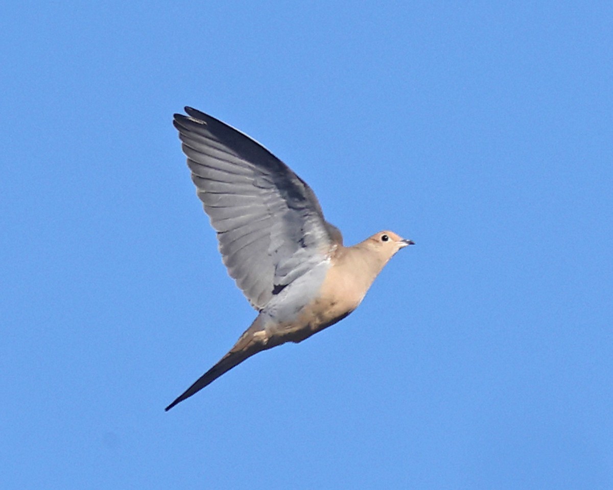 hrdlička karolínská - ML647173458