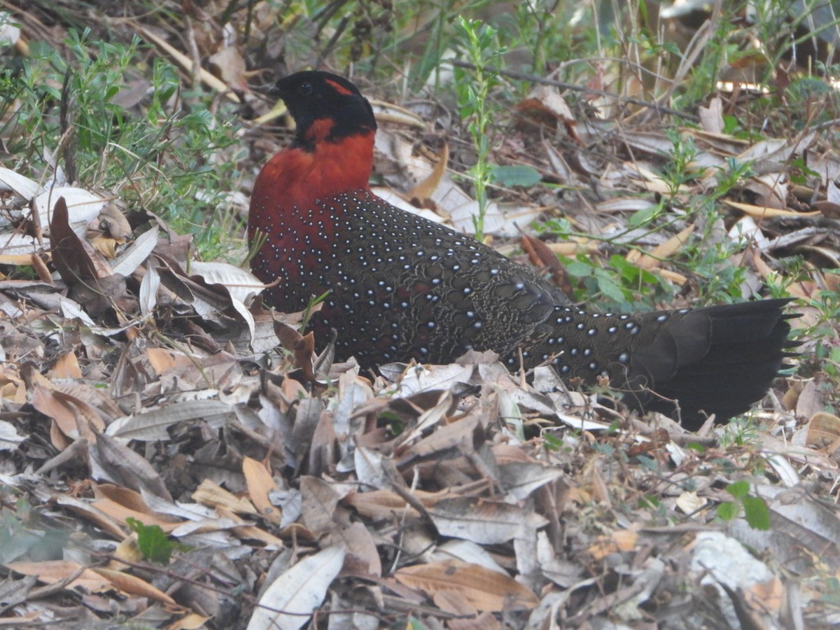 Satyr Tragopan - ML647173460
