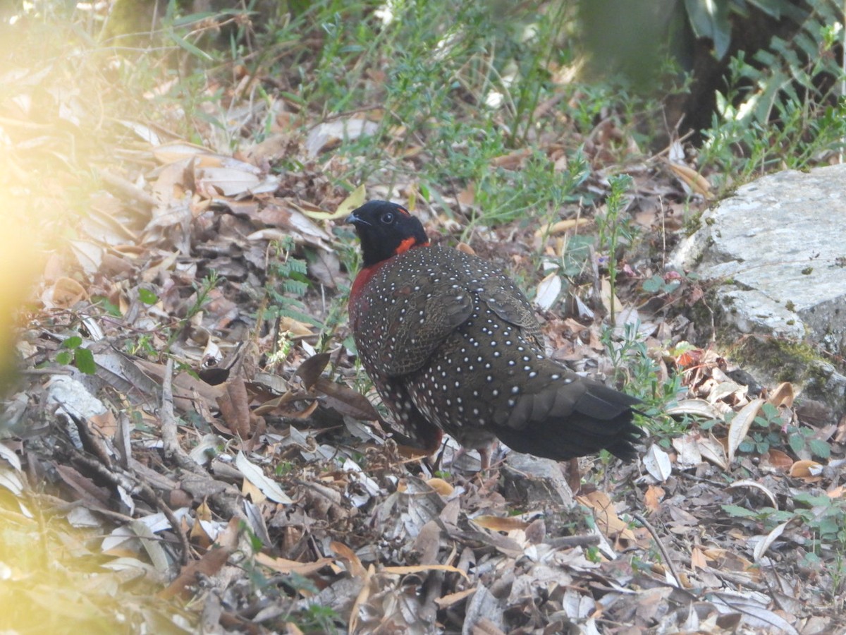 Satyr Tragopan - ML647173461
