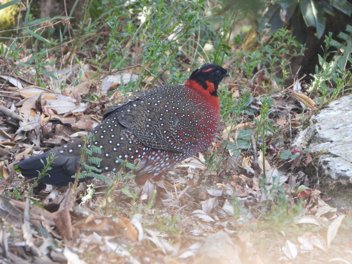 Satyr Tragopan - ML647173462
