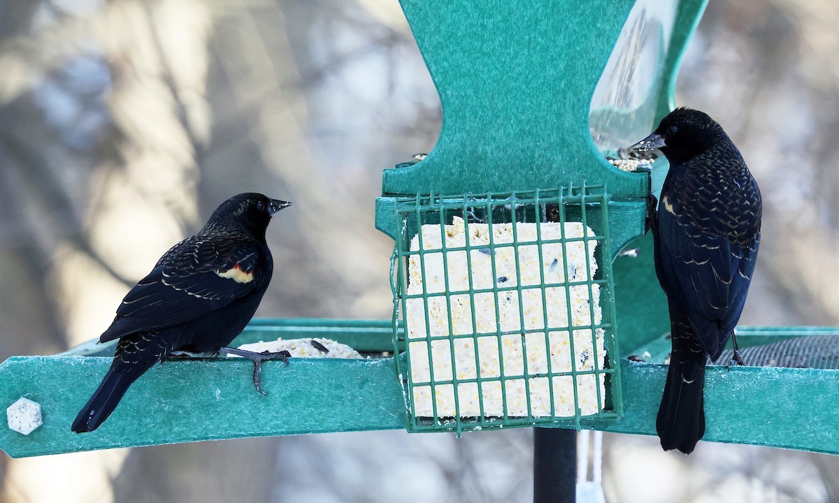 vlhovec červenokřídlý - ML647173463