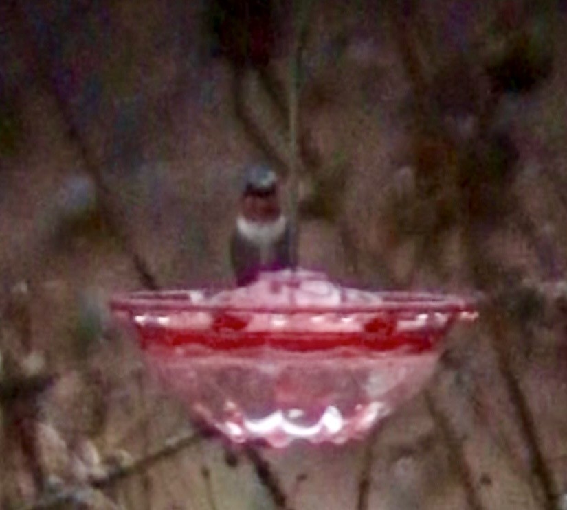 Colibri à gorge rubis - ML647173464