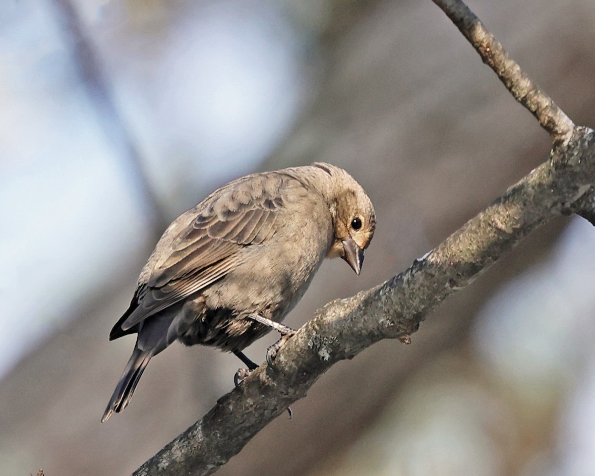 vlhovec hnědohlavý - ML647173467