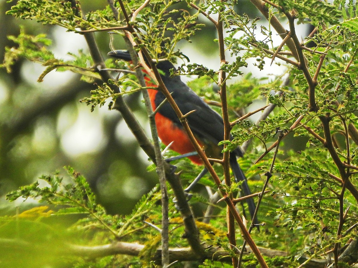 Yellow-crowned Gonolek - ML647173468