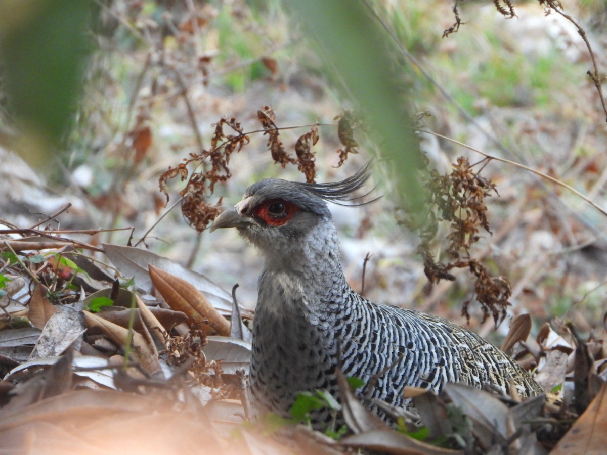 Cheer Pheasant - ML647173473