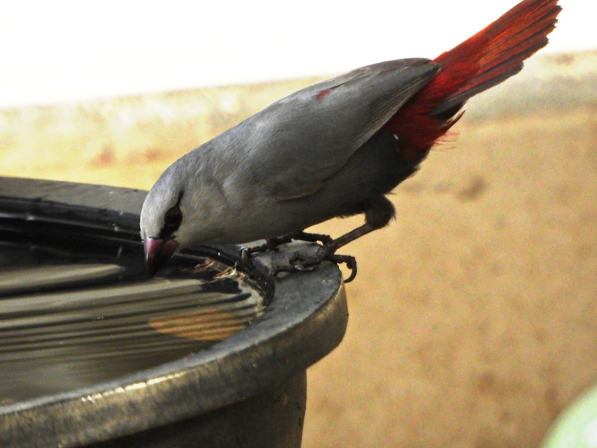 modroušek rudoocasý - ML647173482