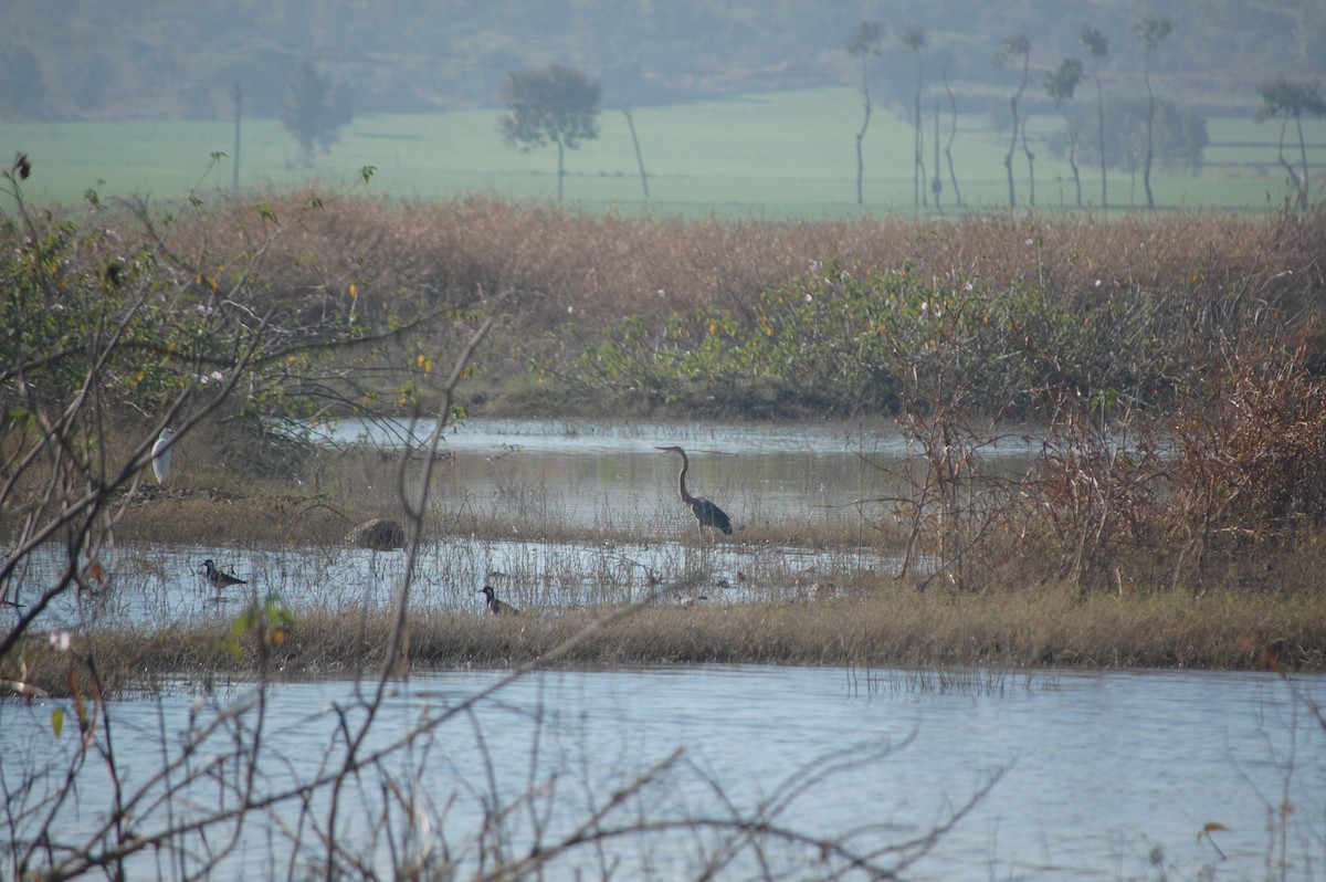 ムラサキサギ - ML647173484