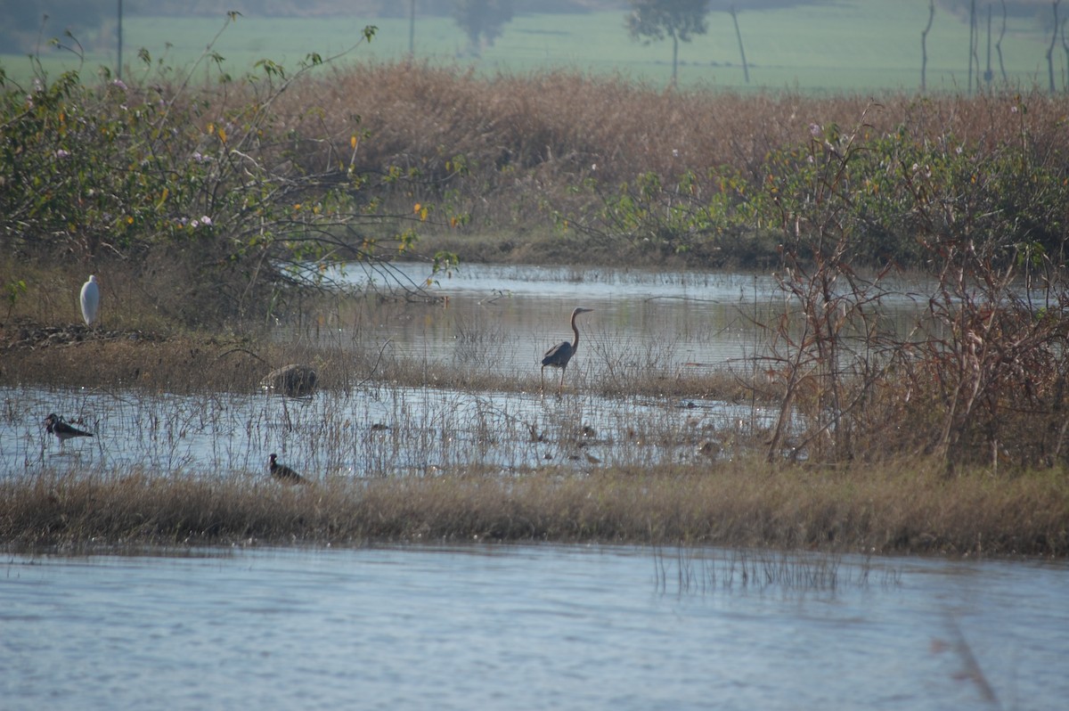 ムラサキサギ - ML647173485