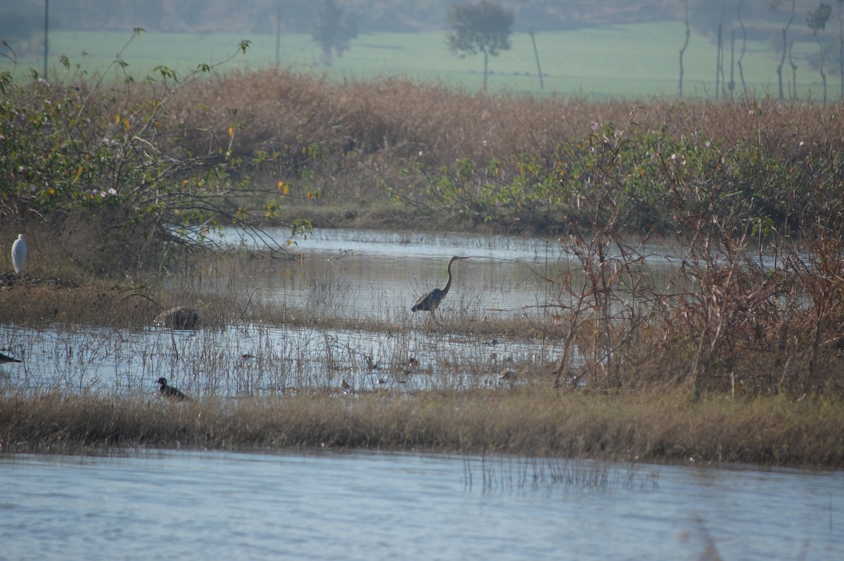 ムラサキサギ - ML647173486