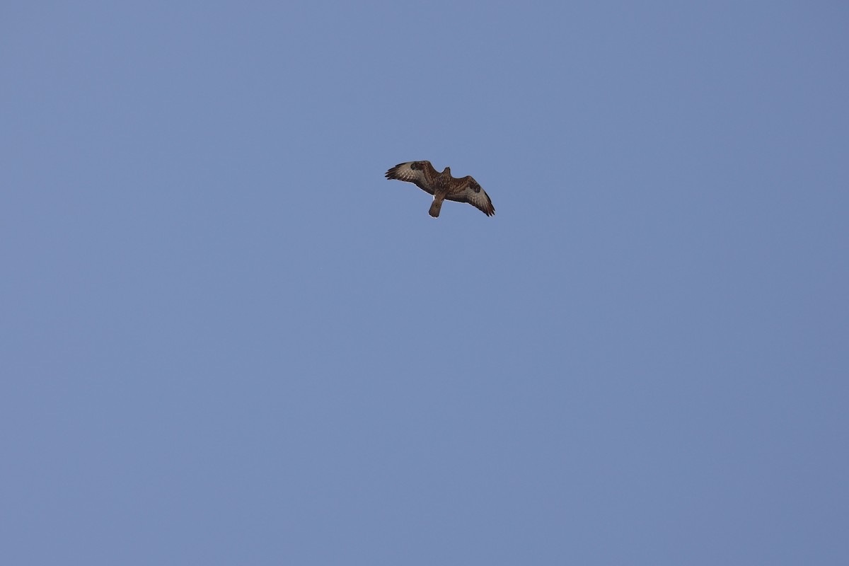 Common Buzzard (Steppe) - ML647173489