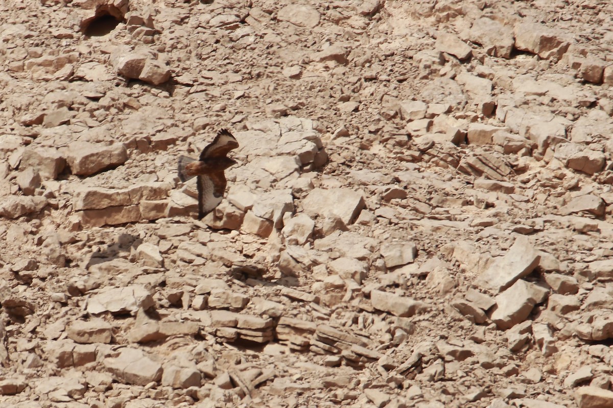 Common Buzzard (Steppe) - ML647173490