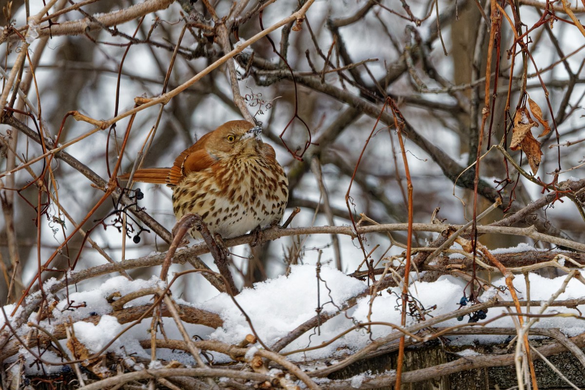 Cuitlacoche Rojizo - ML647173492