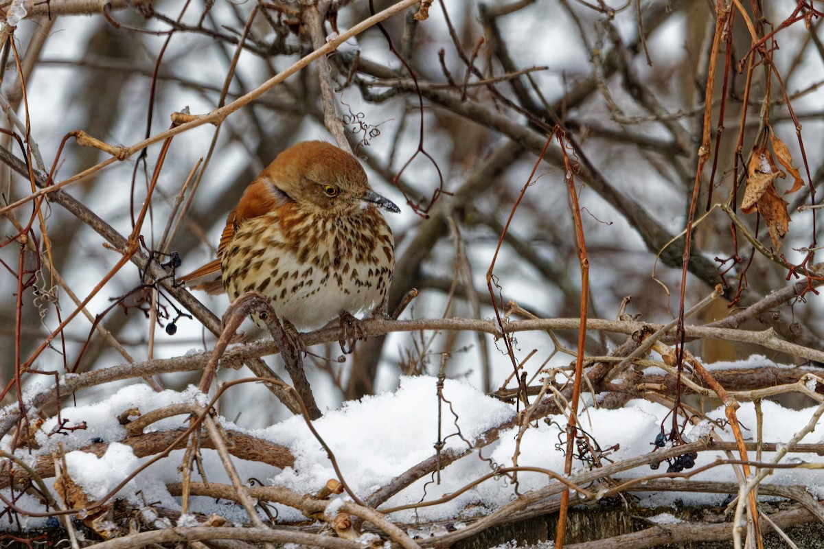 Cuitlacoche Rojizo - ML647173493