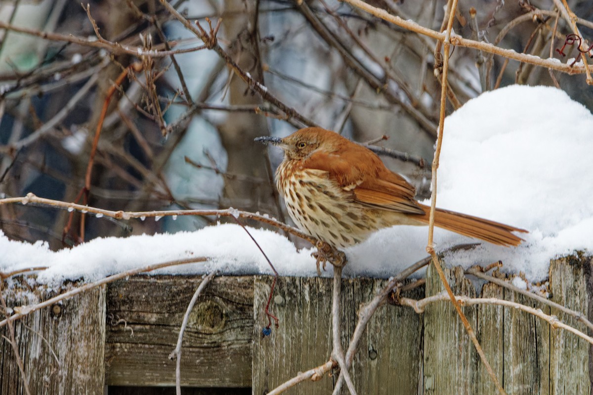 Cuitlacoche Rojizo - ML647173494