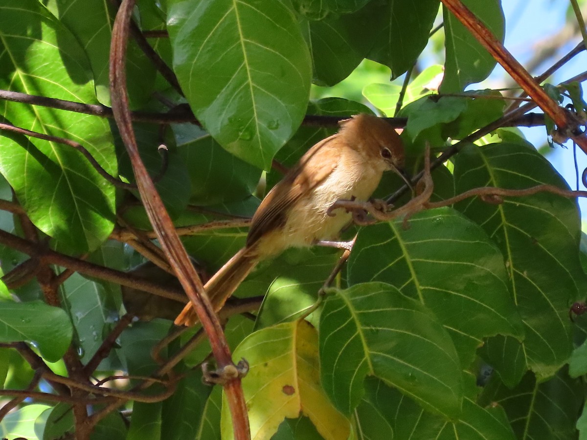 Northern Brownbul - ML647173498