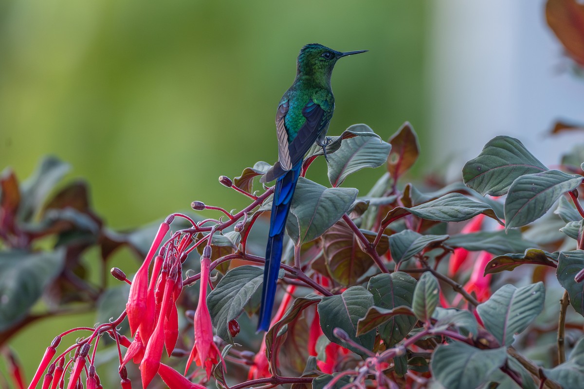 Long-tailed Sylph - ML647173506
