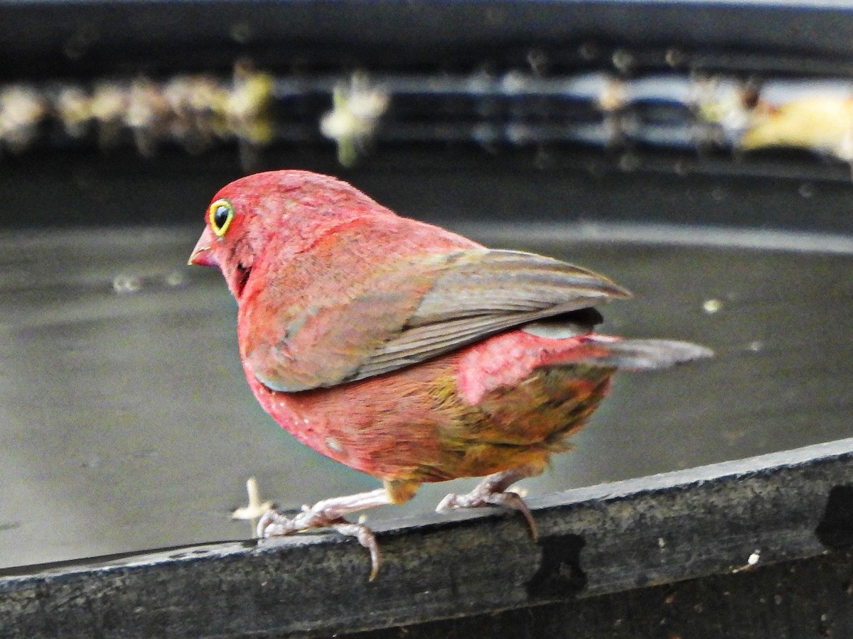 amarant rudozobý - ML647173508