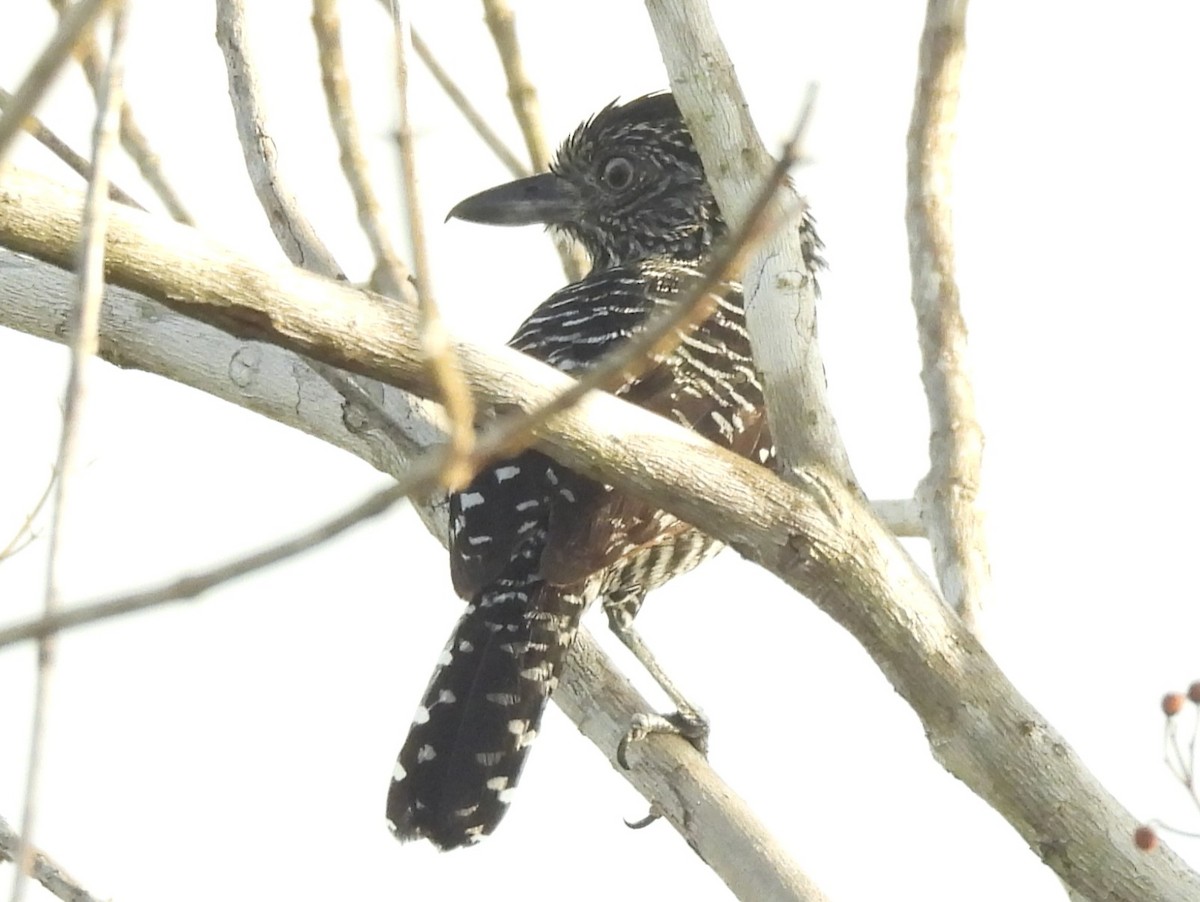 båndmaurvarsler - ML647173514