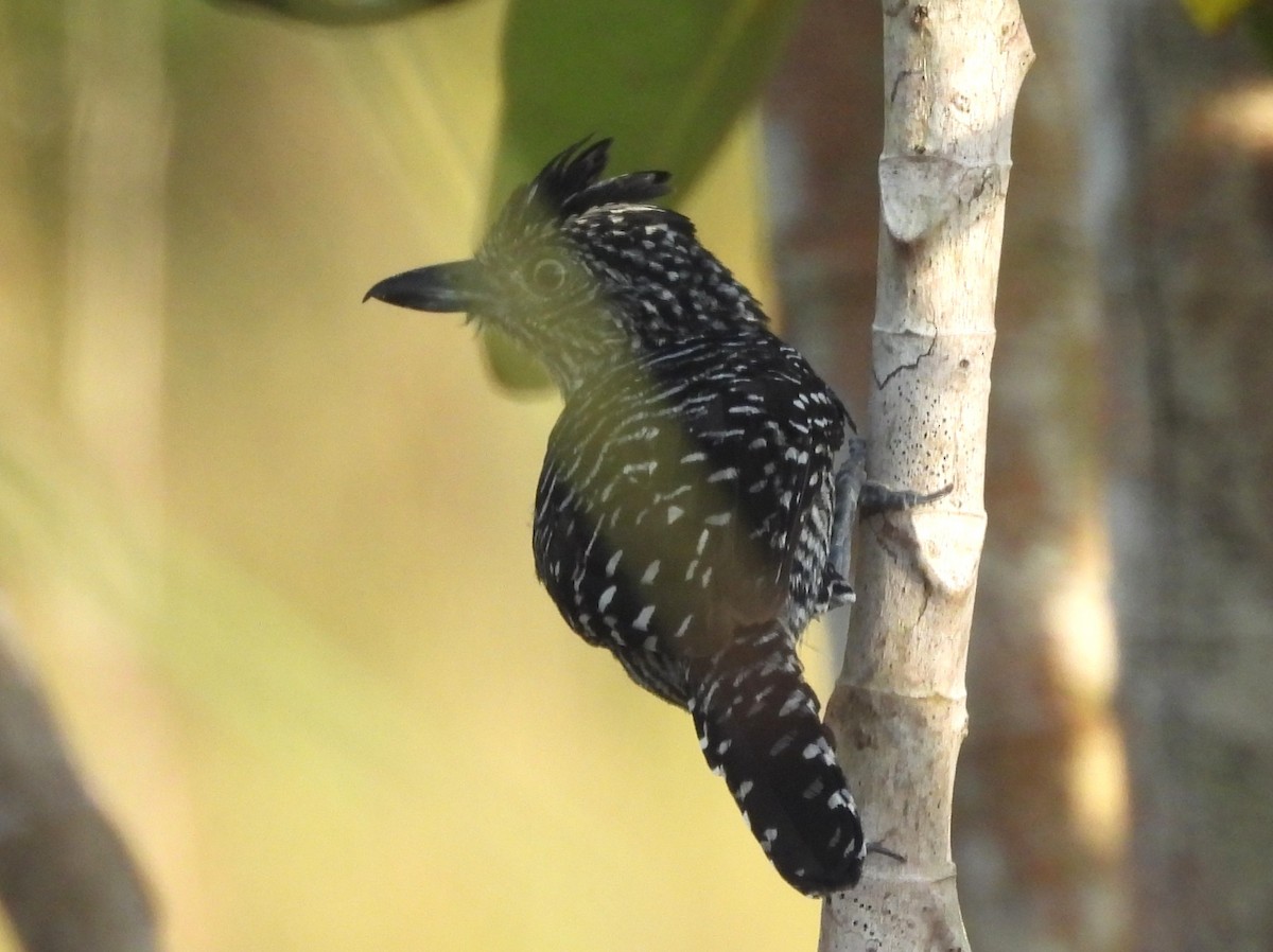 båndmaurvarsler - ML647173515