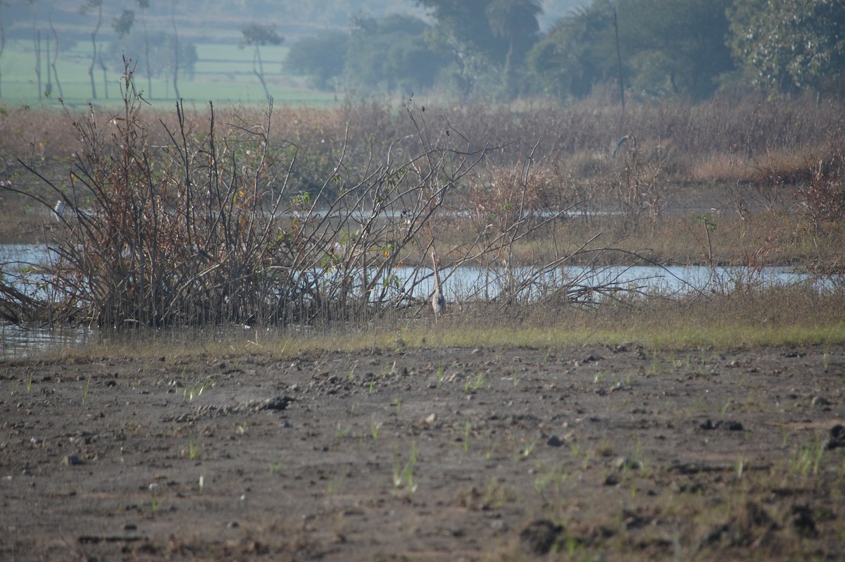 ムラサキサギ - ML647173516