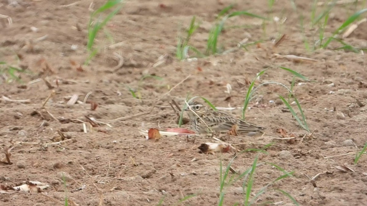 Oriental Skylark - ML647173519