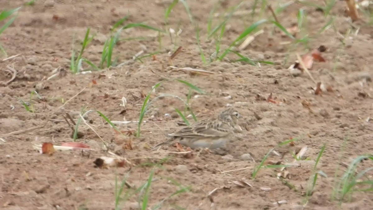 Oriental Skylark - ML647173520