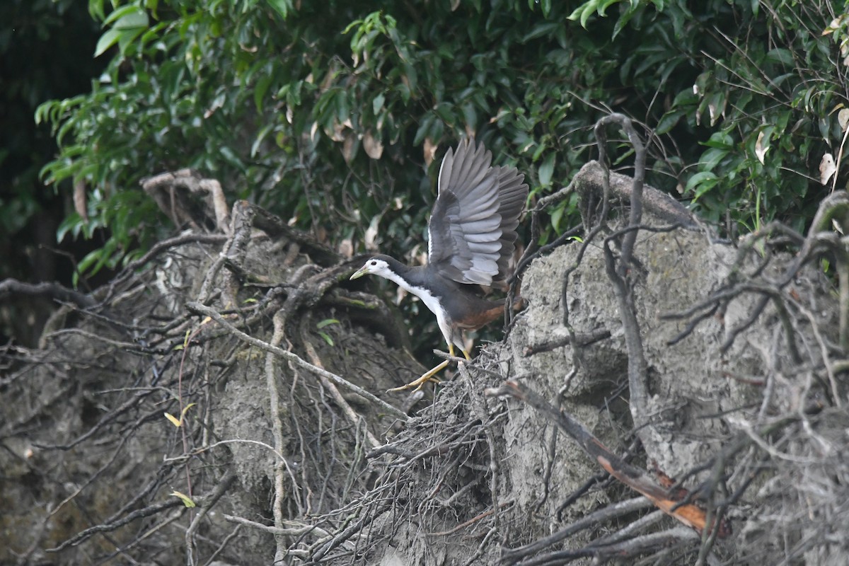 White-breasted Waterhen - ML647173521