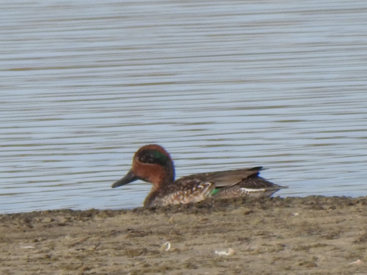 Green-winged Teal - ML647173522