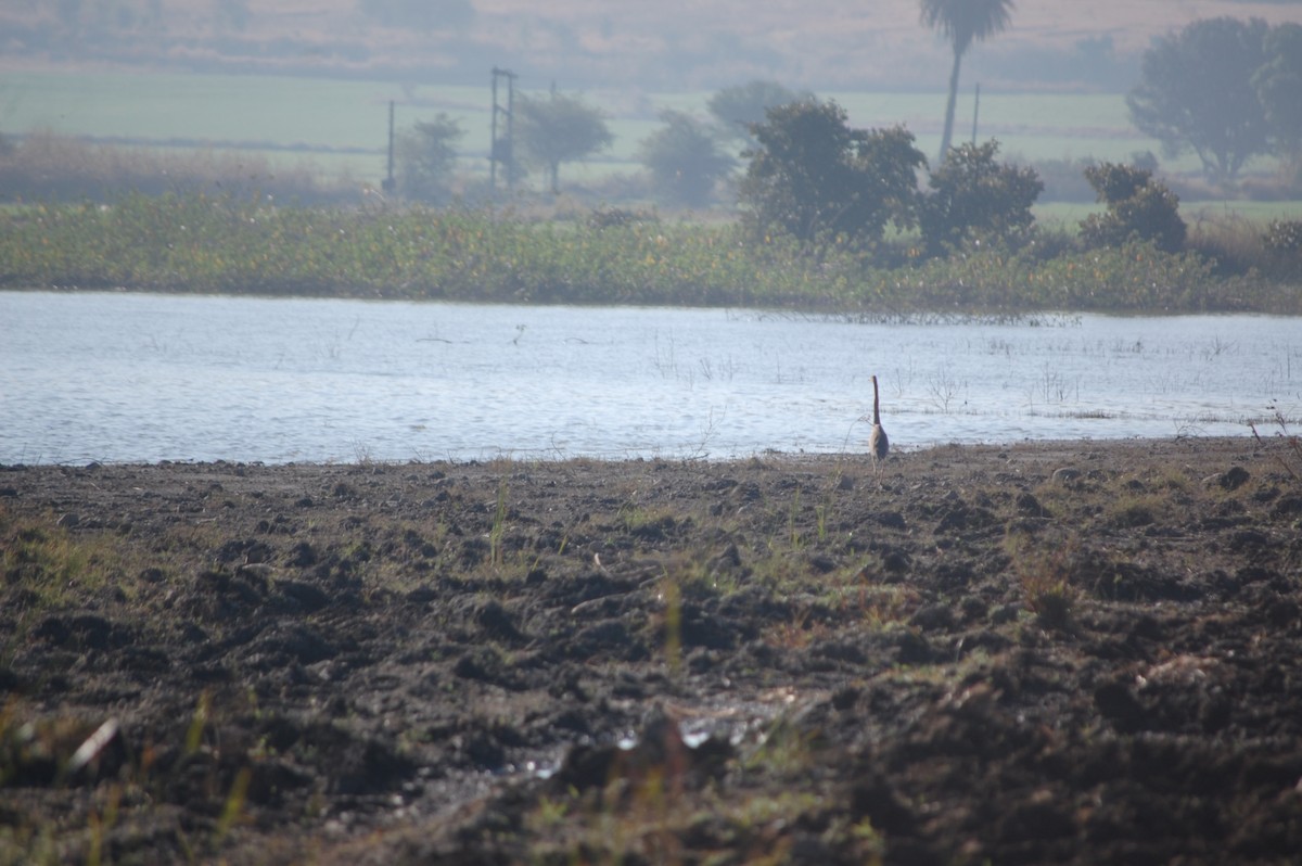 ムラサキサギ - ML647173525