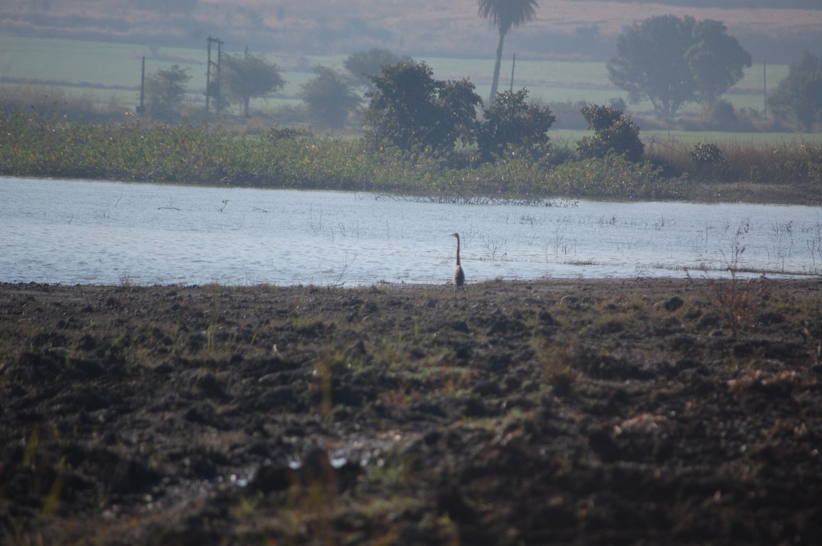 ムラサキサギ - ML647173526