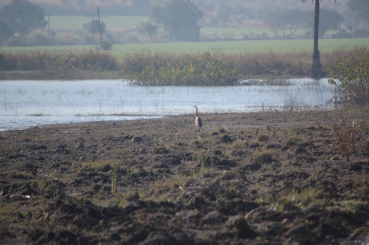 ムラサキサギ - ML647173527