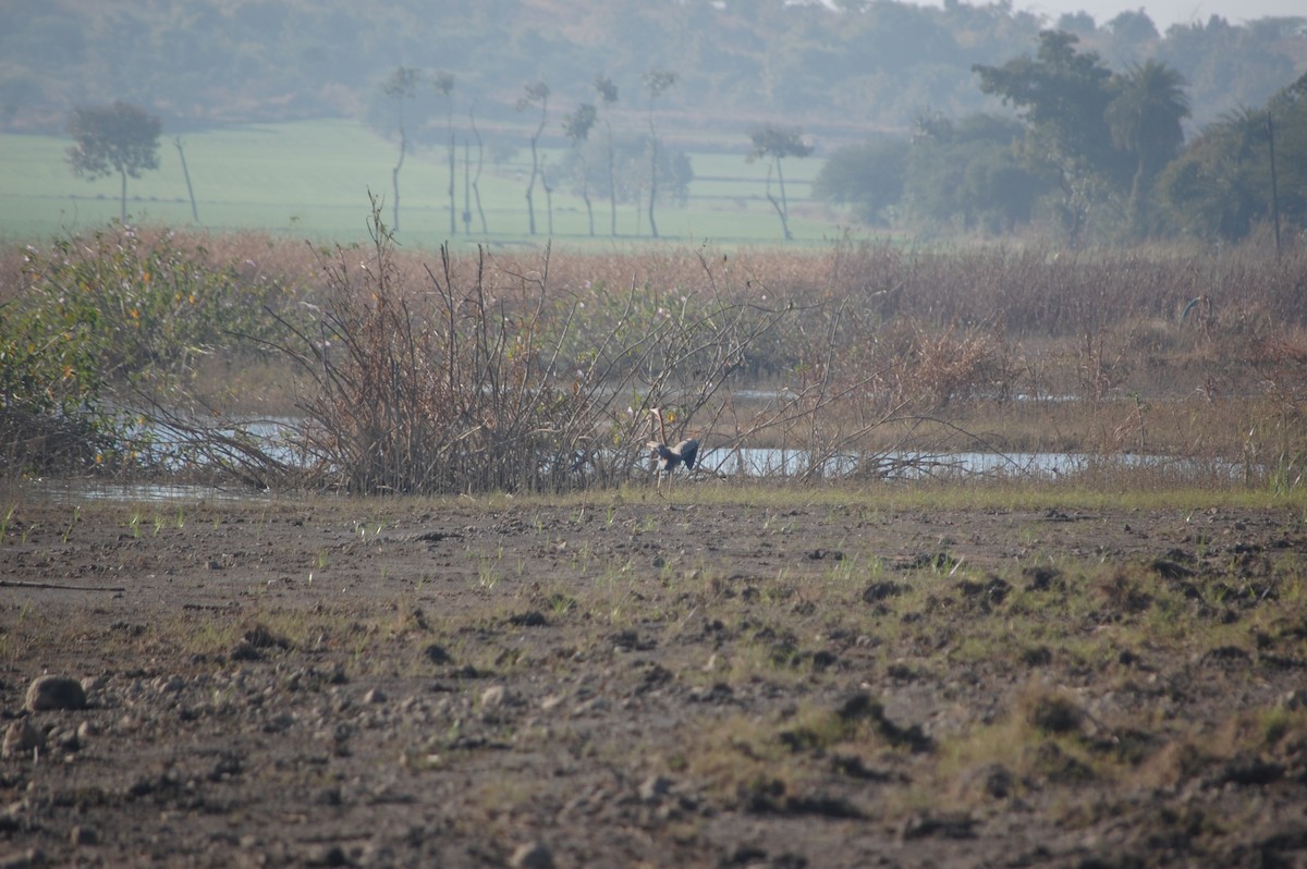 ムラサキサギ - ML647173528